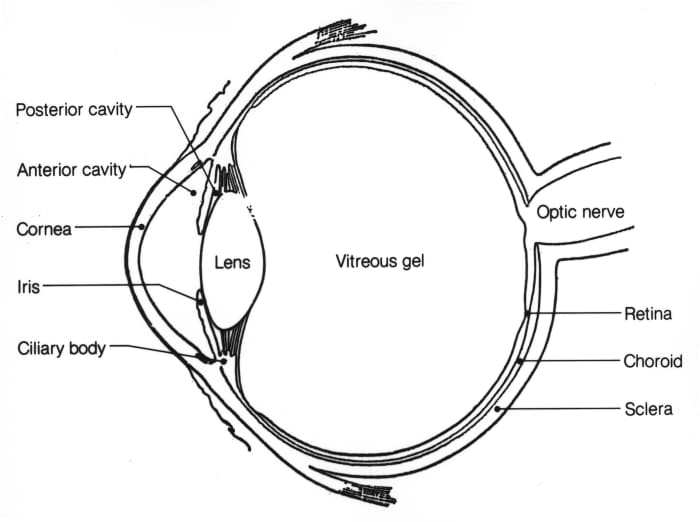 Anatomy Of The Eye Human Eye Anatomy 