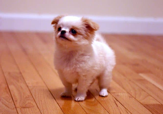 The Japanese Chin starts out small...and does not grow much.
