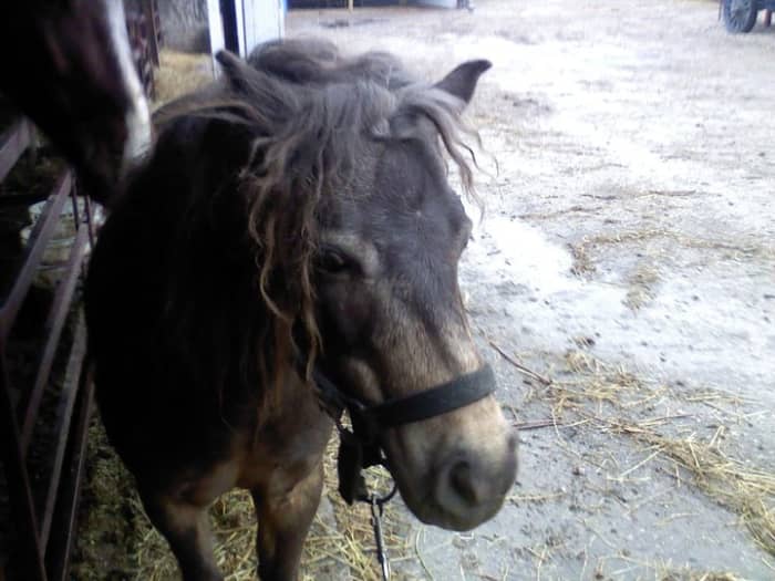 This little guy is irresistible. Make sure you ask the owner before you approach a horse, even a small pony, as they can be quite mean!
