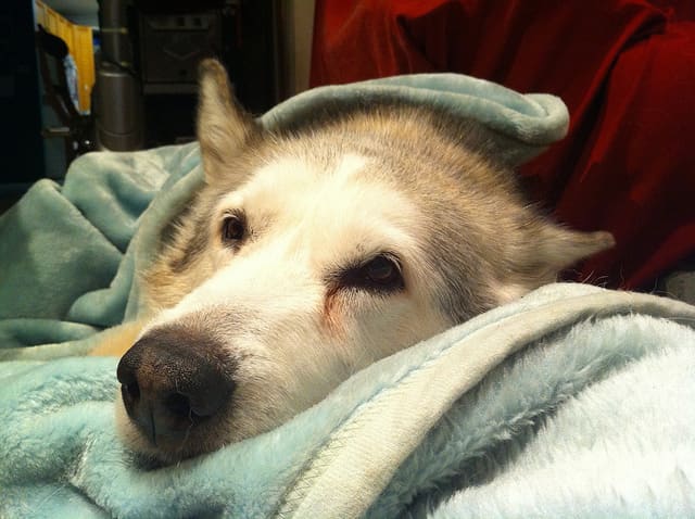 If your dog has pancreatitis, he is sick and will need to be hospitalized. Learn the symptoms so you can recognize it right away.