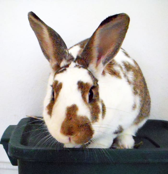 When a bunny wants to play, his ears are up, his body is slightly forward, and he directs his attention to you.