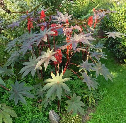 Castor oil plant, also called castor bean, is a dramatic garden plant. The seeds (beans) are poisonous. Warn children not to eat them.