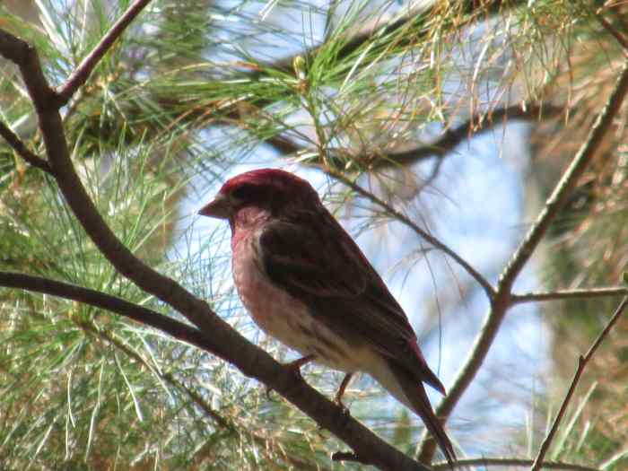 Finches Come in All the Colors of the Rainbow Owlcation