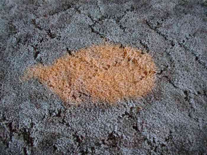 How to Get Bleach Spots Out of Carpeting Fast Dengarden