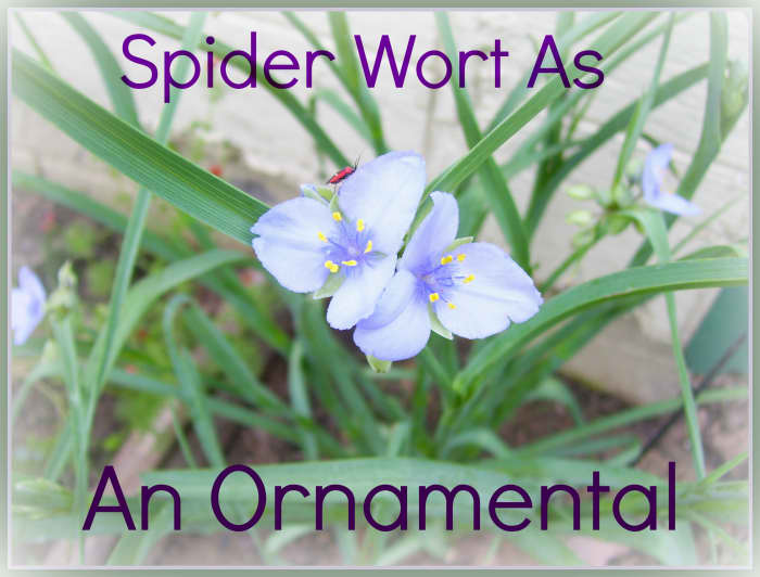 Have you ever considered using spiderwort as an inexpensive ornamental in your garden? Learn about the advantages of this pretty plant.