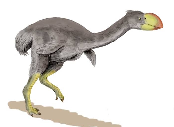 Dromornis planei, the Demon Duck of Doom, was one of seven giant prehistoric Australian birds. The largest stood ten feet tall.