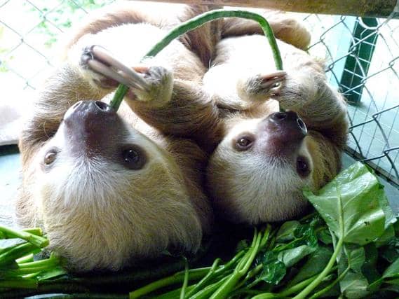 Pet sloths are legal in some states, but they are extremely hard to care for. Learn more about the sloth as an exotic pet.