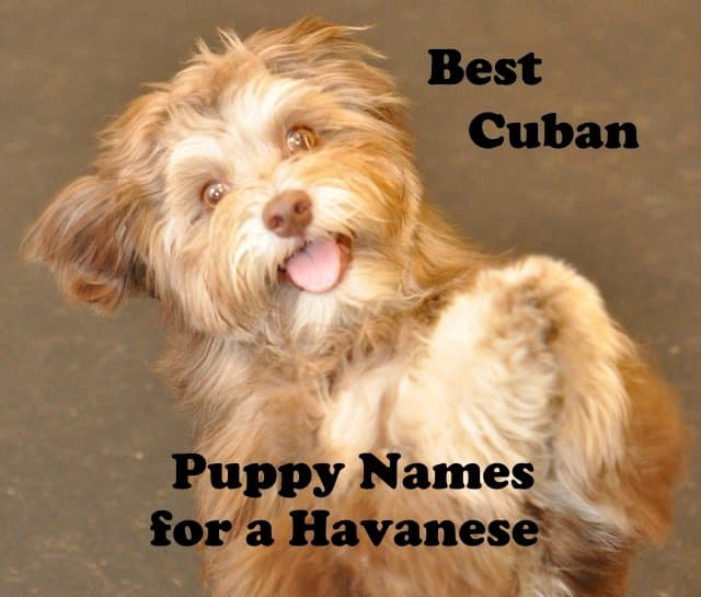 Best Names For A Havanese Puppy 