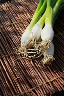 Onions, especially spring onions, are so easy to grow!