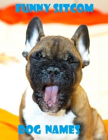 Looking for a name for your new pup? Have you considered looking to your favorite sitcom for inspiration? Read on, and maybe you'll have a little Kramer (or Cosmo) running around your house.