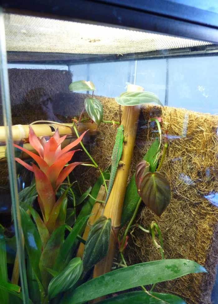 How to Set Up a Day Gecko Terrarium PetHelpful