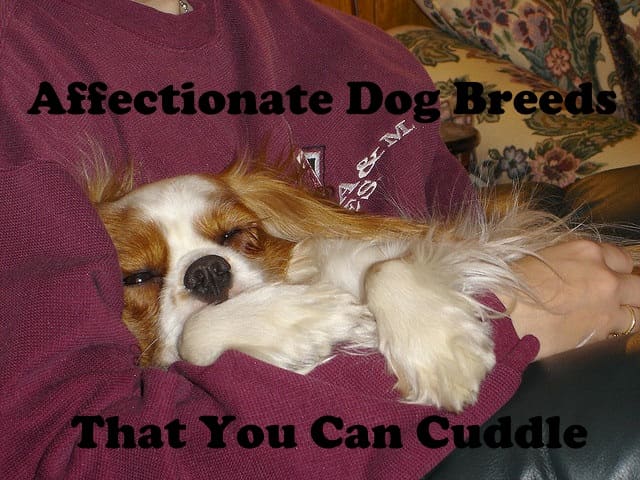 The Cavalier King Charles Spaniel is affectionate. If you're looking for an affectionate dog, this might be the one for you.