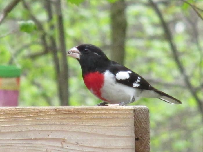 Male Rose Breasted Grosbeak enjoys my special bird seed mix that contains fruit, nuts and pumpkin seeds.
