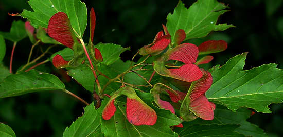 Amur maple (Acer ginnala) is a deciduous shrub native to northeastern Asia, which can be pruned into various shapes, ranging from a tall tree to a small bonsai.