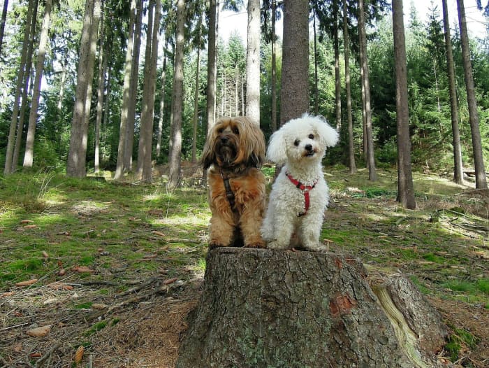 Taking Fido to a local dog park is one way to get outside and meet new people, especially if you are shy.