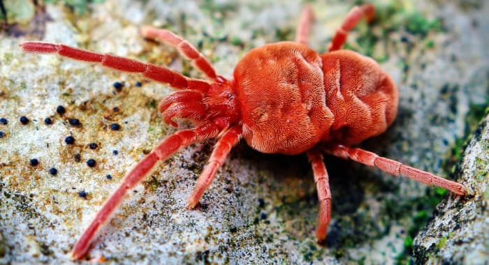 What Are Mites? The Red Velvet Mite (Trombidiidae) - Owlcation
