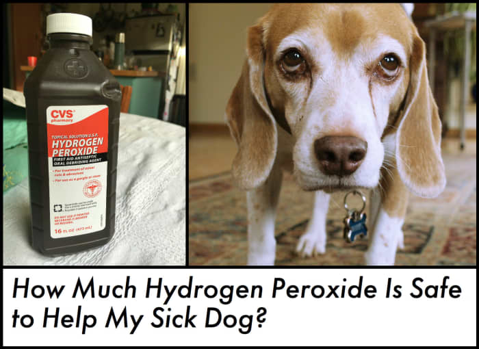 Find out how to safely administer hydrogen peroxide to a dog that needs to vomit.