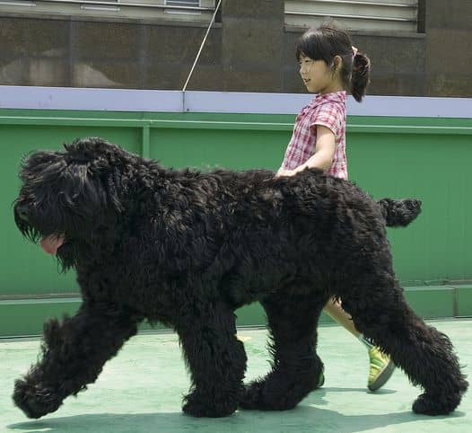 The Black Russian Terrier was developed to be tall, strong, and a good pet.