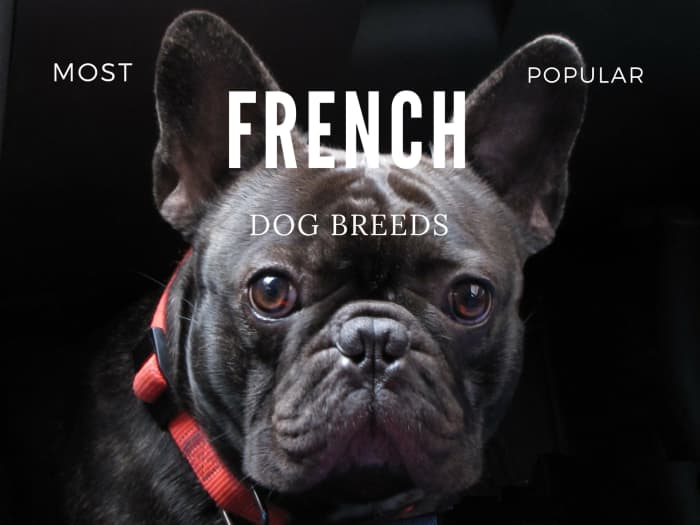 5 Best French Dog Breeds: Papillons, French Bulldogs & More! - PetHelpful