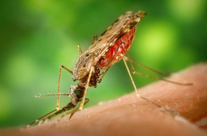 Female Anopheles albimanus mosquito feeding on a human host