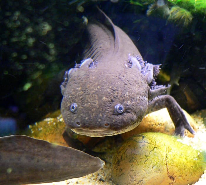 The Endangered Axolotl and Its Powers of Regeneration - Owlcation