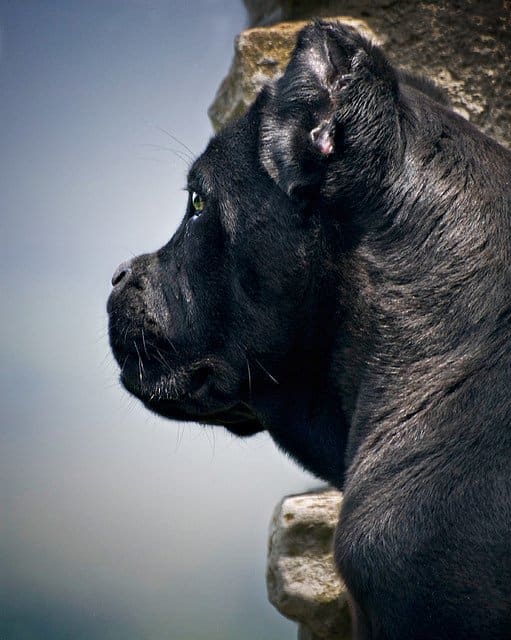 The Cane Corso, one of the best Italian dog breeds, has a short muzzle.
