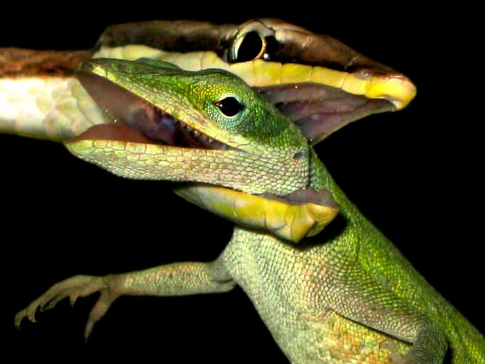 Fear no more! This article will adequately prepare you, both mentally and physically, for dealing with snakebite so that you don't feel like this Green Anole: hopelessly trapped in the jaws of a Brown Vine Snake, waiting for death's embrace.