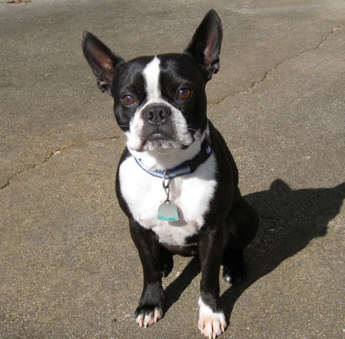 A Boston Terrier's ears should stand up naturally without being cropped.