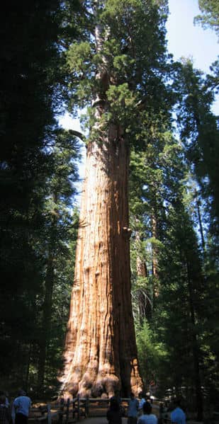 The same principal that makes this giant redwood tree grow so tall works on smaller plants like the grass that makes up your lawn.