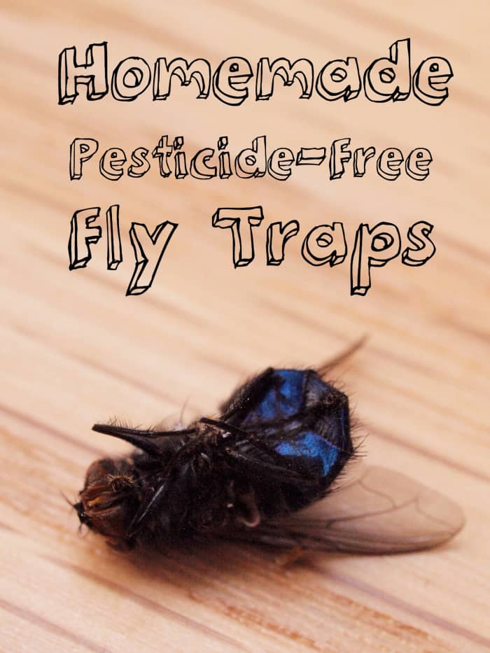 3 DIY Fly Traps to Make at Home - Dengarden