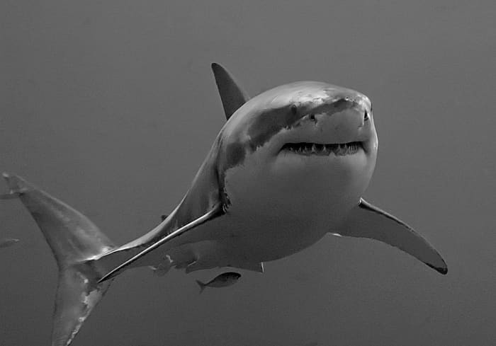 Did a Megalodon eat a 9-foot great white shark? If not, which super predator is responsible?