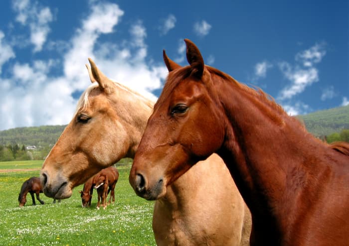 Horses are very romantic, but their idealism makes relationships hard to keep.