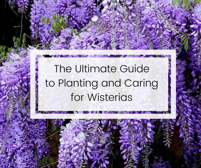 How to Plant, Prune, and Care for Wisterias Dengarden