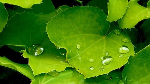 The hydrophobic effect can be seen on leaves that have a waxy surface. The water droplets just roll right off.