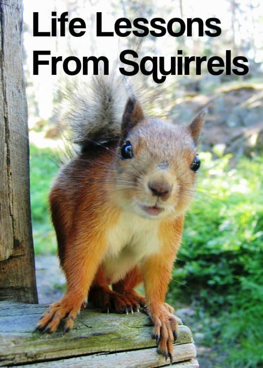 Feeling a little squirrelly lately? Going a little nuts? These charming backyard critters have lessons to teach us about how to live our best lives.