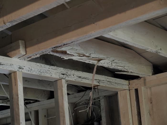 Termites cause as much as $40 billion in damage worldwide. They can reduce the value of a home to about the price of toothpicks if left unchecked.