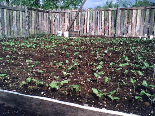 Even a novice can grow bush green beans.