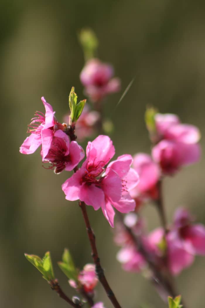 Blossoms in spring bring promise of fruit. Stone fruit such as peach blossoms, plums, apricots, and nectarines give me the first indication that spring is arriving.