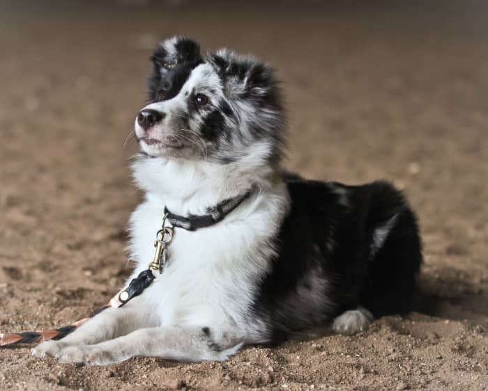 New technology may be able to help us finally answer the question, "What is my dog thinking?"