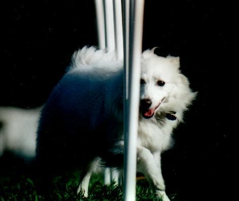 The author's American Eskimo, Laika.