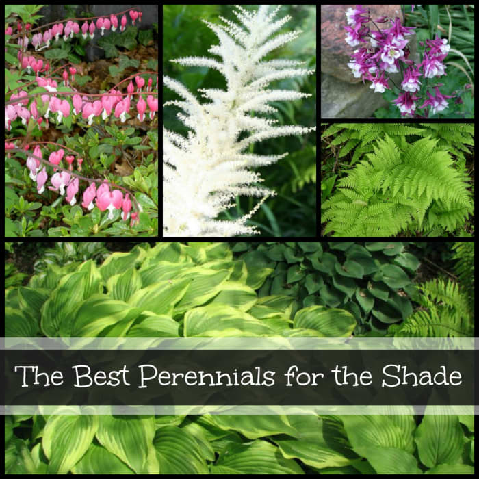 8 Best Perennials to Plant in a Shade Garden - Dengarden