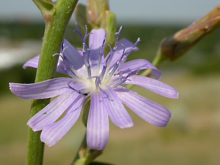 The root of Cichorium intybus or the common chicory is a great source of inulin.