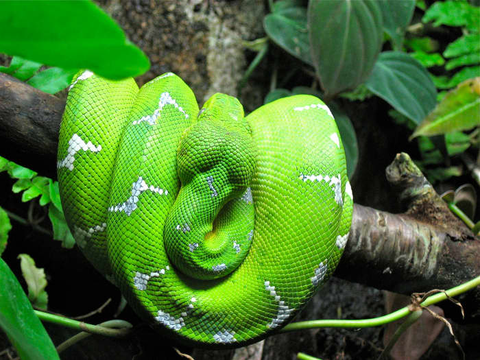 Snake Features, Facts, and Records: Fascinating Reptiles - Owlcation