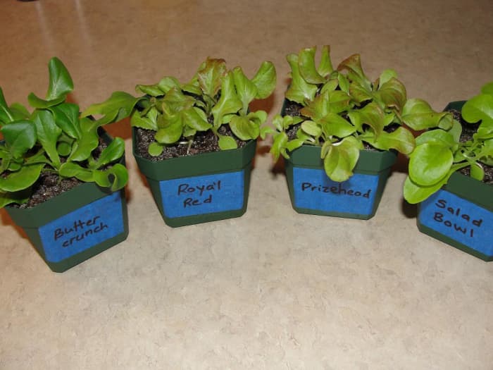 You can get great results with 2.25-inch plastic pots and a simple seed starting soil mix.