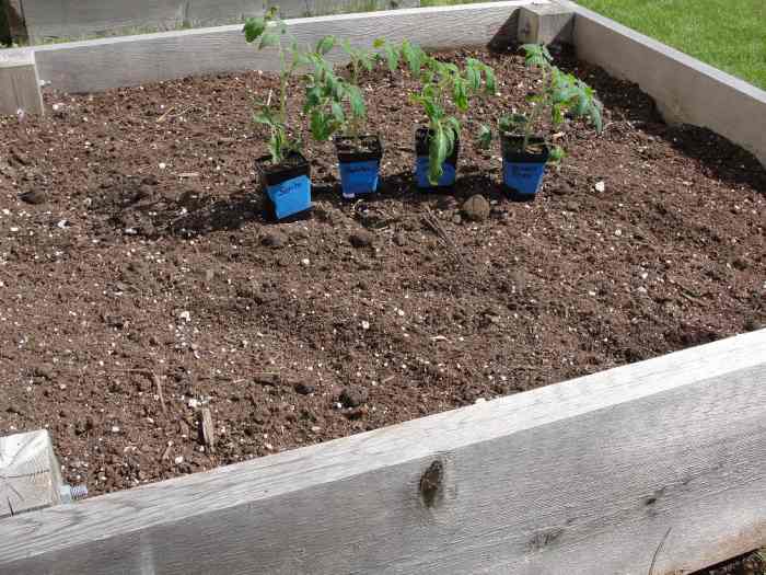 How to Amend RaisedBed Garden Soil Dengarden