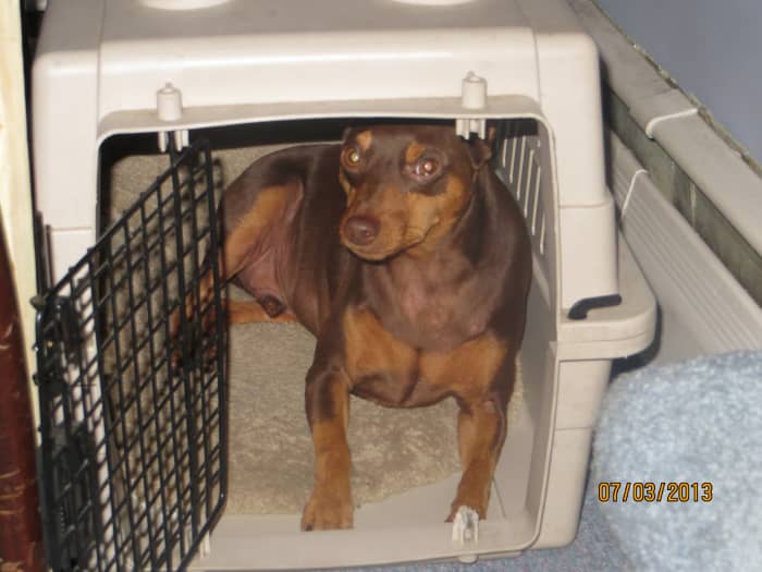 My Min Pin, Buzz—when Buzz is upset or embarrassed, he retreats to his safe place, his crate.