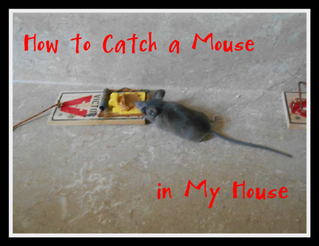 Living in the country, we do encounter occasional mice in our home. Here are a few of the ways we have used to eliminate them.