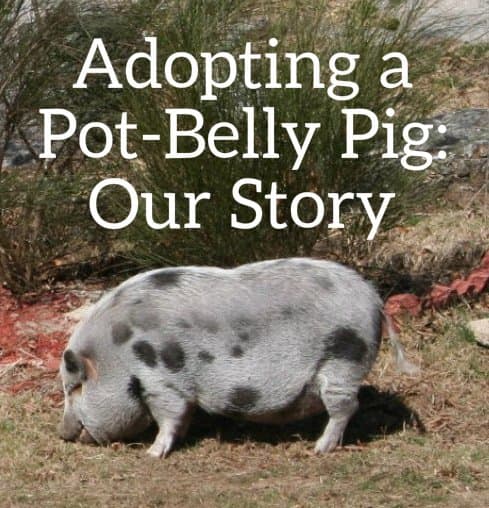 Adopting and Caring for a Domesticated Pot-Belly Pig - PetHelpful