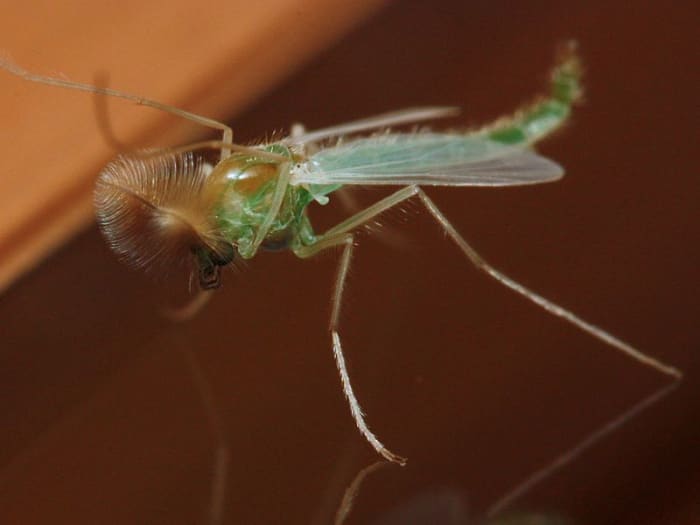 midge-attack-or-how-to-repel-midges-during-the-summer-months