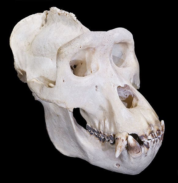 Gorilla skulls like this one aren't common in the wild, but Bigfoot bones are unheard of. One find could prove Bigfoot is real once and for all.